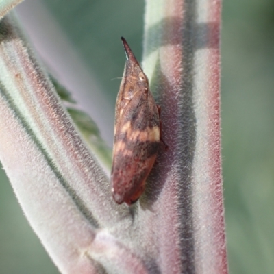 Philagra parva (Beaked spittlebug) at Murrumbateman, NSW - 20 Mar 2022 by SimoneC