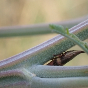 Philagra parva at Murrumbateman, NSW - 20 Mar 2022