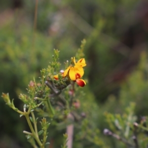 Mirbelia oxylobioides at Mount Clear, ACT - 24 Jan 2022 03:36 PM