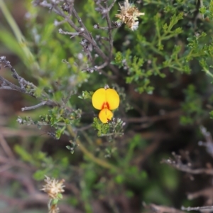 Mirbelia oxylobioides at Mount Clear, ACT - 24 Jan 2022 03:36 PM