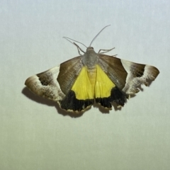 Niceteria macrocosma (Showy Geometrid) at Jerrabomberra, NSW - 20 Mar 2022 by Steve_Bok