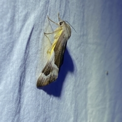 Niceteria macrocosma at Jerrabomberra, NSW - suppressed