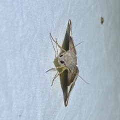 Niceteria macrocosma at Jerrabomberra, NSW - suppressed