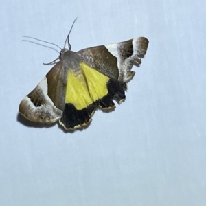 Niceteria macrocosma at Jerrabomberra, NSW - suppressed