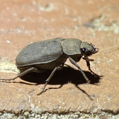 Maechidius sp. (genus) (Unidentified Maechidius scarab beetle) at QPRC LGA - 20 Mar 2022 by Steve_Bok