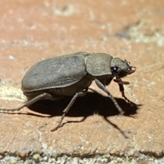 Maechidius sp. (genus) (Unidentified Maechidius scarab beetle) at Jerrabomberra, NSW - 20 Mar 2022 by Steve_Bok