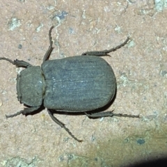 Maechidius sp. (genus) at Jerrabomberra, NSW - 20 Mar 2022