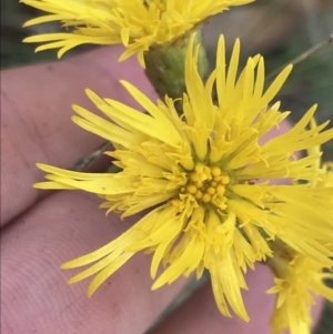 Podolepis decipiens at Bimberi, NSW - 12 Mar 2022