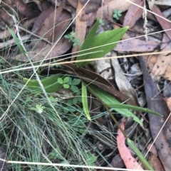 Podolepis decipiens at Bimberi, NSW - 12 Mar 2022