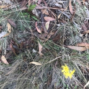 Podolepis decipiens at Bimberi, NSW - 12 Mar 2022