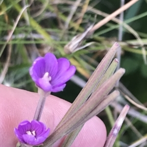 Epilobium gunnianum at Bimberi, NSW - 12 Mar 2022