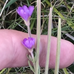 Epilobium gunnianum at Bimberi, NSW - 12 Mar 2022