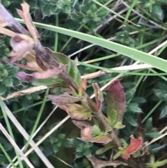 Epilobium gunnianum at Bimberi, NSW - 12 Mar 2022