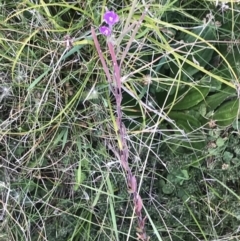 Epilobium gunnianum at Bimberi, NSW - 12 Mar 2022