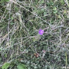 Epilobium gunnianum at Bimberi, NSW - 12 Mar 2022