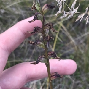 Prasophyllum sp. at Bimberi, NSW - suppressed