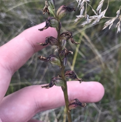 Prasophyllum sp. (A Leek Orchid) at Bimberi, NSW - 12 Mar 2022 by Tapirlord