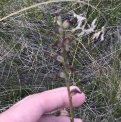 Prasophyllum sp. at Bimberi, NSW - suppressed