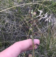 Prasophyllum sp. at Bimberi, NSW - 12 Mar 2022