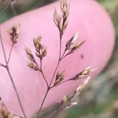 Agrostis capillaris (Brown Top Bent Grass) at Bimberi, NSW - 12 Mar 2022 by Tapirlord