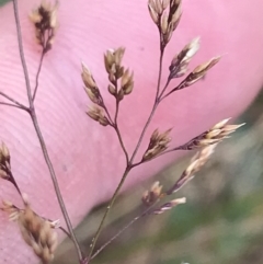 Agrostis capillaris at Bimberi, NSW - 12 Mar 2022 02:57 PM