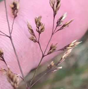Agrostis capillaris at Bimberi, NSW - 12 Mar 2022