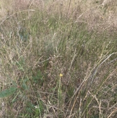 Agrostis capillaris at Bimberi, NSW - 12 Mar 2022 02:57 PM