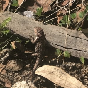 Rankinia diemensis at Bimberi, NSW - 12 Mar 2022