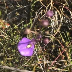 Utricularia dichotoma at Cooleman, NSW - 12 Mar 2022