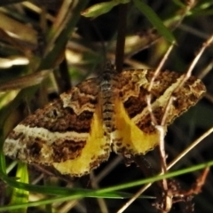 Chrysolarentia vicissata (Vicissata Carpet) at Namadgi National Park - 20 Mar 2022 by JohnBundock