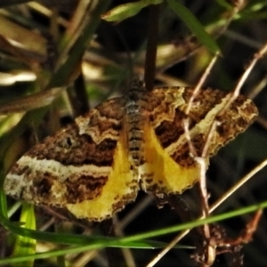 Chrysolarentia vicissata at Cotter River, ACT - 20 Mar 2022