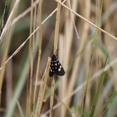 Phalaenoides tristifica (Willow-herb Day-moth) at Lake Ginninderra - 16 Feb 2020 by JimL