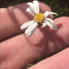 Celmisia sp. Pulchella (M.Gray & C.Totterdell 7079) Australian National Herbarium (Narrow-leaved Snow Daisy) at Cooleman, NSW - 12 Mar 2022 by Tapirlord