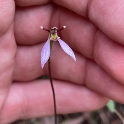 Eriochilus cucullatus (Parson's Bands) at Mount Majura - 6 Mar 2022 by BenHarvey