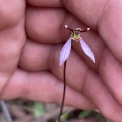 Eriochilus cucullatus at Hackett, ACT - 6 Mar 2022