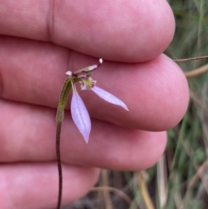 Eriochilus cucullatus at Hackett, ACT - 6 Mar 2022