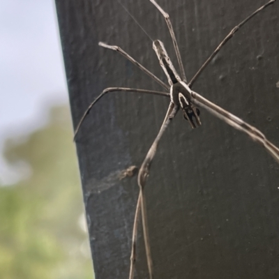 Asianopis sp. (genus) (Net-casting spider) at Acton, ACT - 16 Mar 2022 by BenHarvey