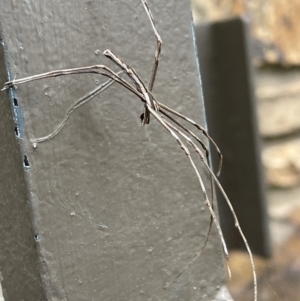 Asianopis sp. (genus) at Acton, ACT - 16 Mar 2022