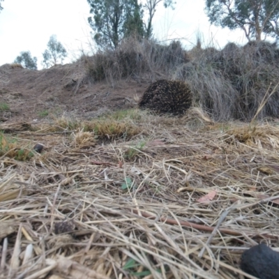 Tachyglossus aculeatus (Short-beaked Echidna) at Tennent, ACT - 9 Feb 2020 by JimL