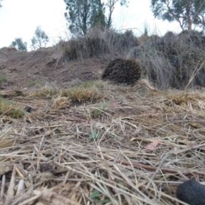 Tachyglossus aculeatus at Tennent, ACT - 9 Feb 2020