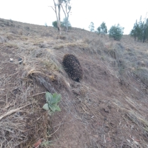 Tachyglossus aculeatus at Tennent, ACT - 9 Feb 2020
