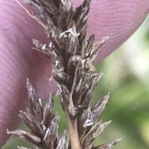 Carex appressa at Cotter River, ACT - 12 Mar 2022