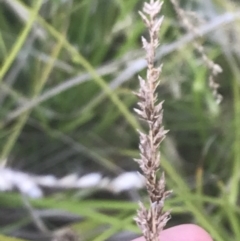 Carex appressa at Cotter River, ACT - 12 Mar 2022 04:10 PM