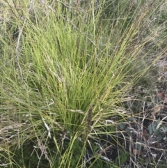 Carex appressa at Cotter River, ACT - 12 Mar 2022