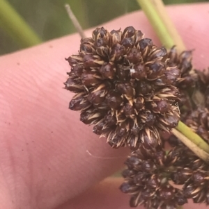 Juncus phaeanthus at Cotter River, ACT - 12 Mar 2022