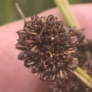 Juncus phaeanthus at Cotter River, ACT - 12 Mar 2022 03:48 PM