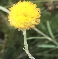 Coronidium monticola (Mountain Button Everlasting) at Cotter River, ACT - 12 Mar 2022 by Tapirlord