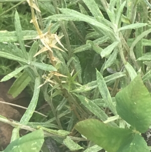 Coronidium monticola at Cotter River, ACT - 12 Mar 2022