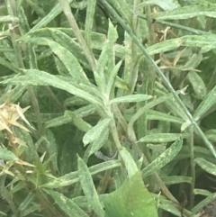 Coronidium monticola at Cotter River, ACT - 12 Mar 2022