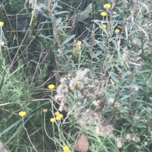 Olearia erubescens at Cotter River, ACT - 12 Mar 2022